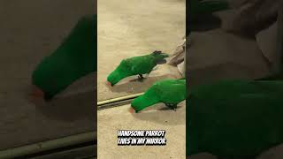 Handsome Eclectus lives in My Mirror | Funny Animal video | funny Parrots