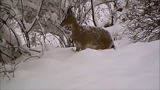 Bezoar Goat and Snow