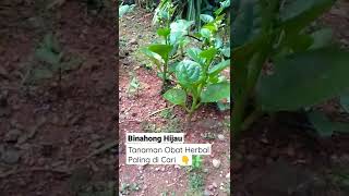 Green Binahong The Most Powerful Herbal Medicinal Plants