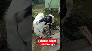 selamat jalan jambrong