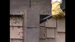 The Bees are Back (July 14, 2012) CTV Edmonton