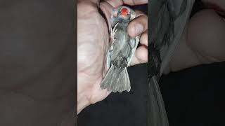 Eumo finch  breeder male | exotic finch | rare finch mutation