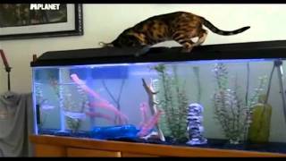 cat fisherman, fishing cat