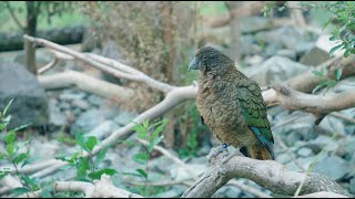 Kea Questions at Wellington Zoo