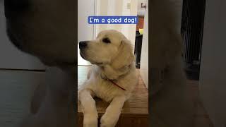 I’m a good dog!