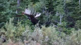 Huge Shiras Moose raking trees in Glacier National Park