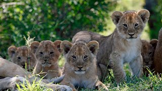 "Wildlife Wonders: Unravel the Mystery of Animal Group Names! 🦁🐾🌟"