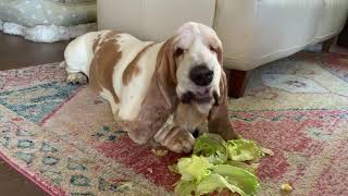 Let’s all take a moment to watch my dog Vincent eating lettuce.