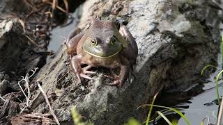 Bullfrog, Petrie Island