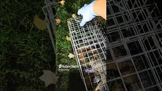 Squirrel Caught By Live Animal Cage Trap was Transported, Relocated, and Released In The Park