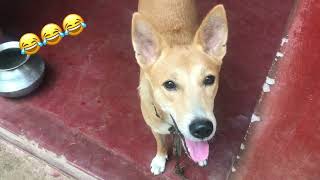 Kooppida kooppida oru oru aala vaa 😂😂😂/funny dogs videos #shorts #funny #comedy #trending #viral