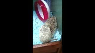 Hedgehog Sex