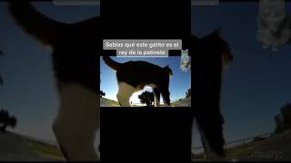 Sabias qué este gatito es el rey de la patineta #cat #fy #foruyou #viral #shorts #gatito #animales