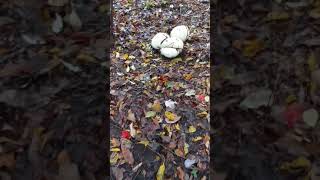 Giant puffballs !