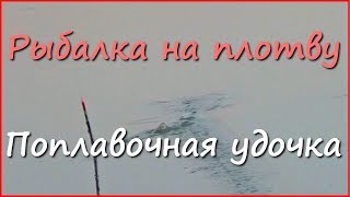 Ловля плотвы в сентябре. Поклёвки крупным планом. Поплавочная удочка.