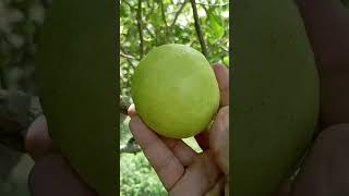 Este es el limón dulce o lima#limon#naraja#mandarina#toronja