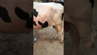 #viral #cowvideos #cow