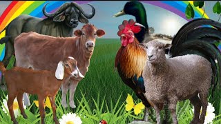 Nama Hewan dan Suara Hewan Ternak, Sapi, Kambing, Domba, Kerbau, Ayam, Bebek