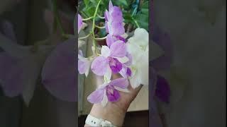 Dendrobium SaNook White Surprise & Dendrobium SaNook Full Moon Pink