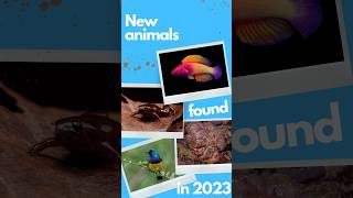 New Animals species found in 2023. #animal #fact #animalspecies