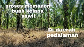 petani sawit ( proses memanen buah kelapa sawit )