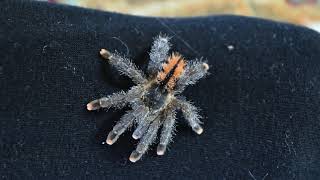 Holding A PINK Toe TARANTULA!!! (Avicularia Avicularia, Admiration Video)