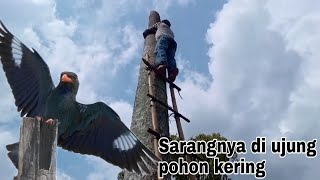 Sarang Tengke Buto di pohon kering & tinggi | burung masteran