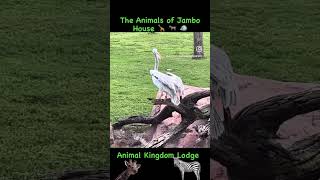 Animal Watching at Disney’s Animal Kingdom Lodge 🦒 🦓 🐦 #disney #animals #shorts #nature