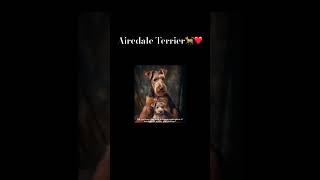 Airedale Terrier❤️🐕 #animals #dogs #dogshorts #dogsoftiktok #terriers #imformative #intresting