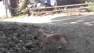 cute kitten's walk