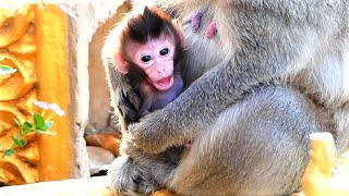 Ah... Cute Open Big Mouth hold Mom, Hungry Baby Monkey Hold Mom In Chest Is Only Need Warm Groom.