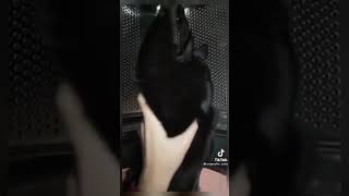 Slow mo Video TokTok of a Flying Black Cat #Shorts Viral TikTok Videos