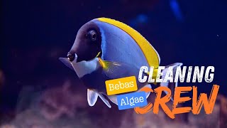 WAJIB ADA❗CLEANING CREW PEMBASMI ALGAE AQUARIUM LAUT‼️