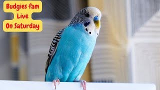 Everyday Budgies Live stream playing and chirping - Budgies singing - So Relaxing & Cute-Budgies fam