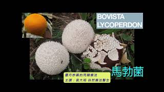 《靈丹妙藥的同類療法》- EP221 - 馬勃菌 Bovista Lycoperdon