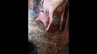 kid goat nursing saanen nubian mix