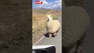 LOVELY ALPACA | CUTE ALPACA