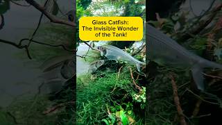 Glass Catfish: The Invisible Wonder of the Tank! AquaVerse #glasscatfish #aquascape #shorts