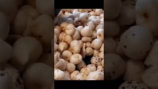 Roasting lotus seeds #asmr #asmrsounds #asmrvideo #shortsvideo #sound #asmrfood #shorts #shortsfeed