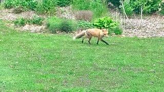 Fox - Dellwood, MN