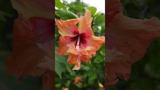 flowers status video❤||🌺joba flowers plants🌺||gardening video🌿||#trending #shorts #garden