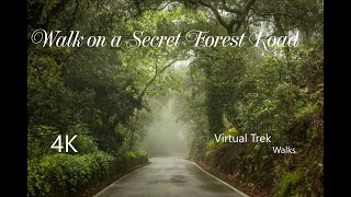 Walk along a Secret Forest Road with Me (4K).