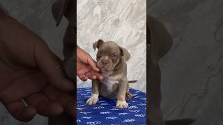 Запоминаем Тайсона до «прически» #питомниксобак #americanbully