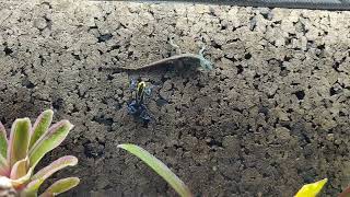 Dart Frog & Anole Checking Each Other Out