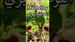 فوائد التوت البري/Mulberry benefits/les bienfaits des mûres sauvages#shorts