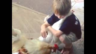 Chickens know how to cuddle too... amazing!