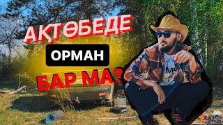 Аққайын орманы - Мәртөк ауданы, Ақтөбе облысы