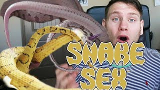 CORN SNAKE BREEDING MADNESS!!!!