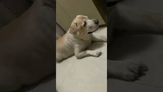 Mere sukoon ka kya?🥹 #youtubeshorts#doglover#labrador#cute#viral#shortvide#shorts#doglover#funnydog