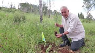 Planting a Tree in Israel in Honor of the Bayer Group